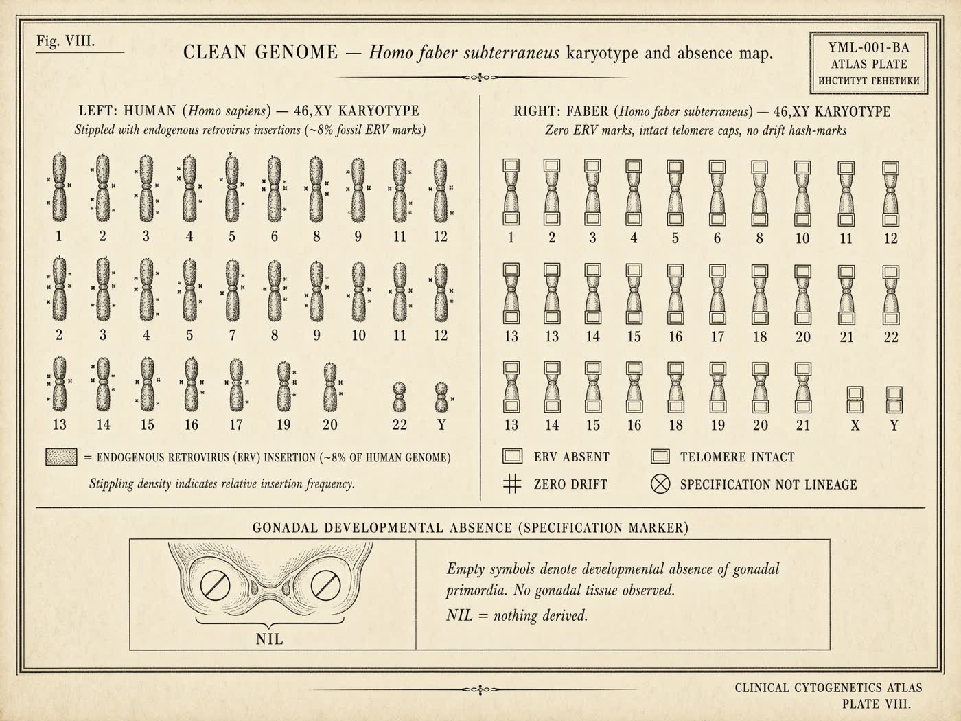 Atlas plate: The clean genome. Nucleus.