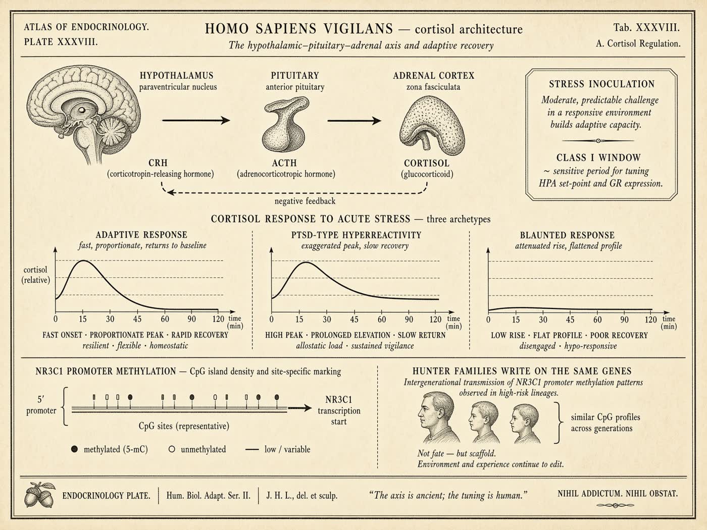 Atlas plate: Homo sapiens vigilans. HPA axis.