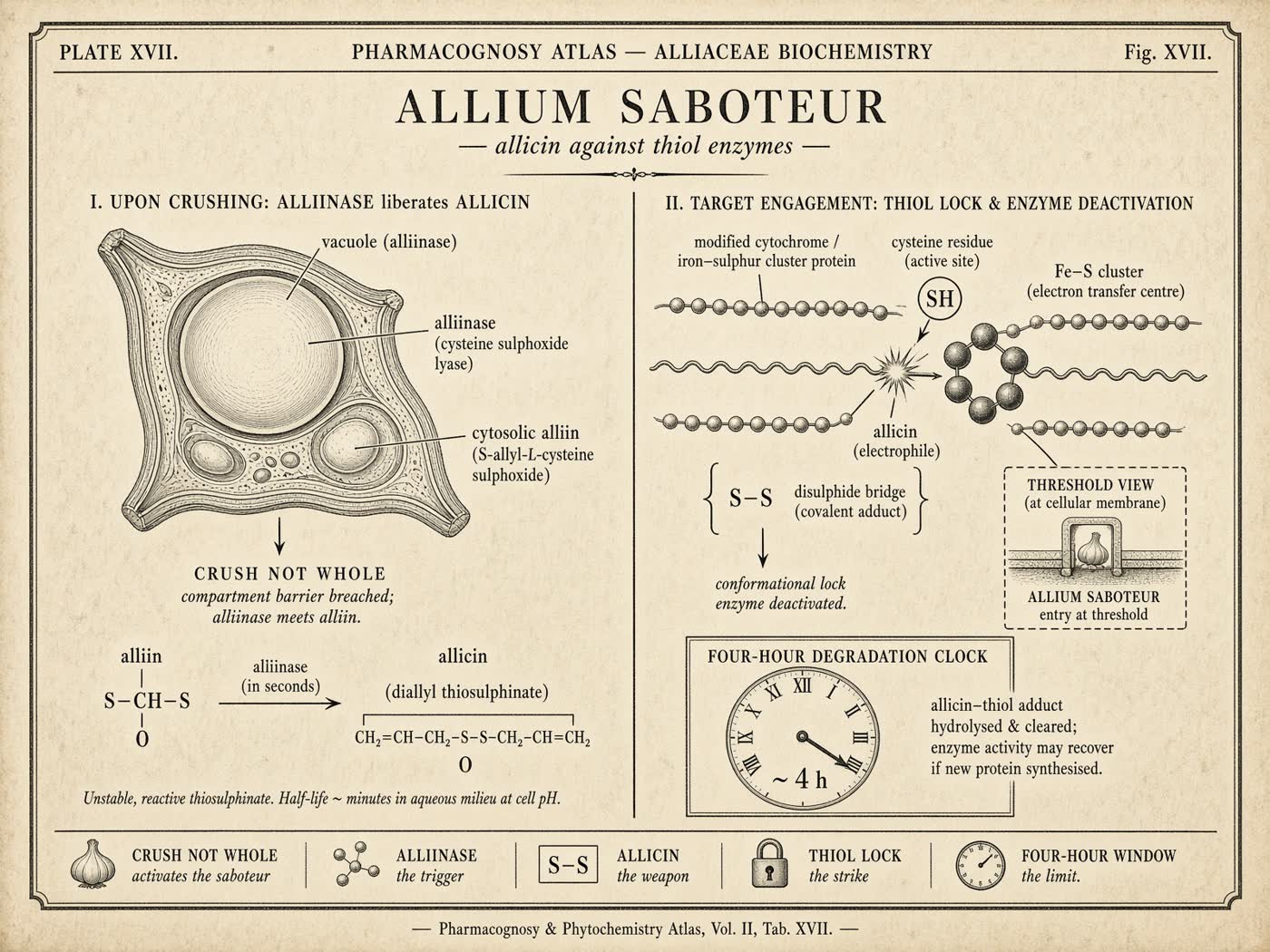 Atlas plate: The allium saboteur. Thiol enzymes.