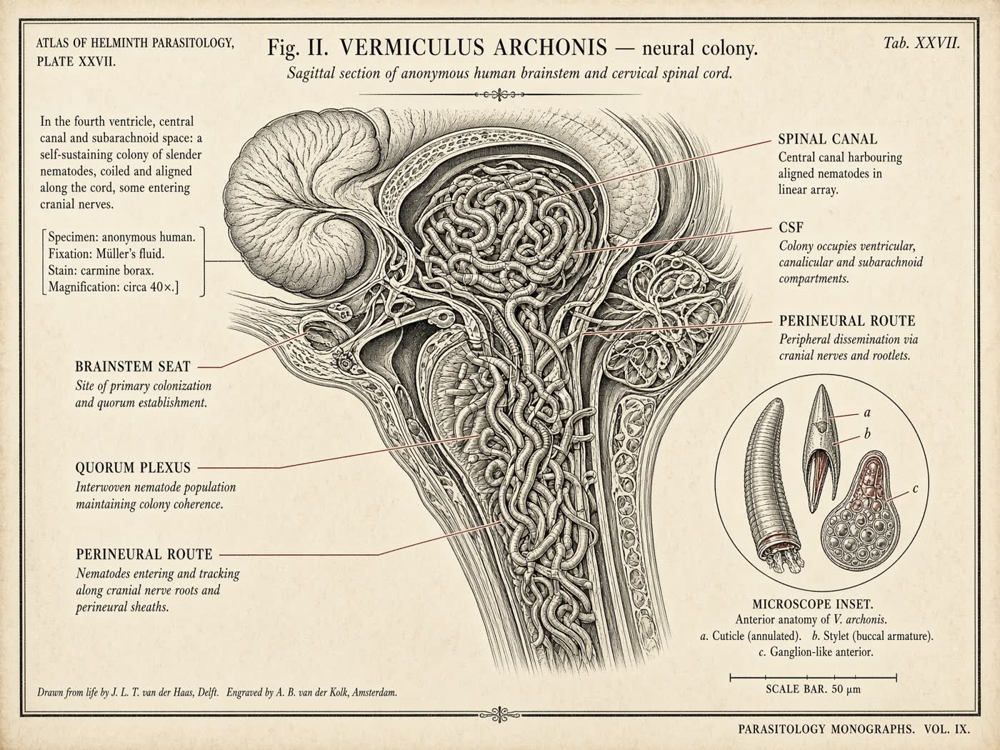 Atlas plate: Vermiculus archonis. Spinal canal.