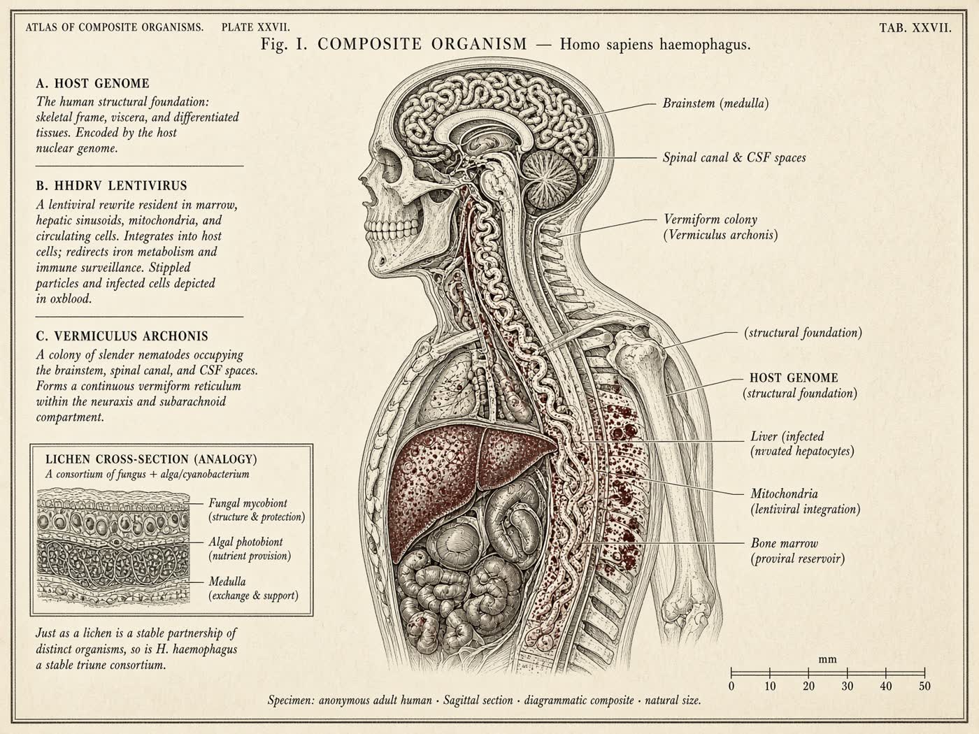Atlas plate: The composite chimera. Organism.