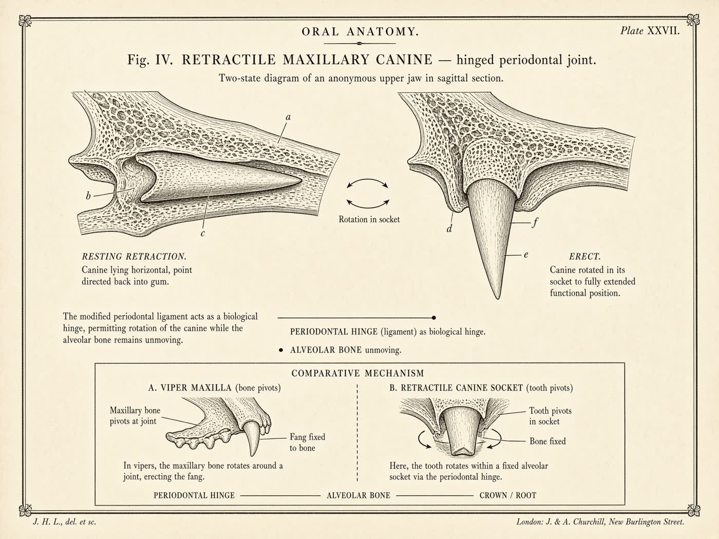 Atlas plate: Retractable dentition. Maxillary canines.