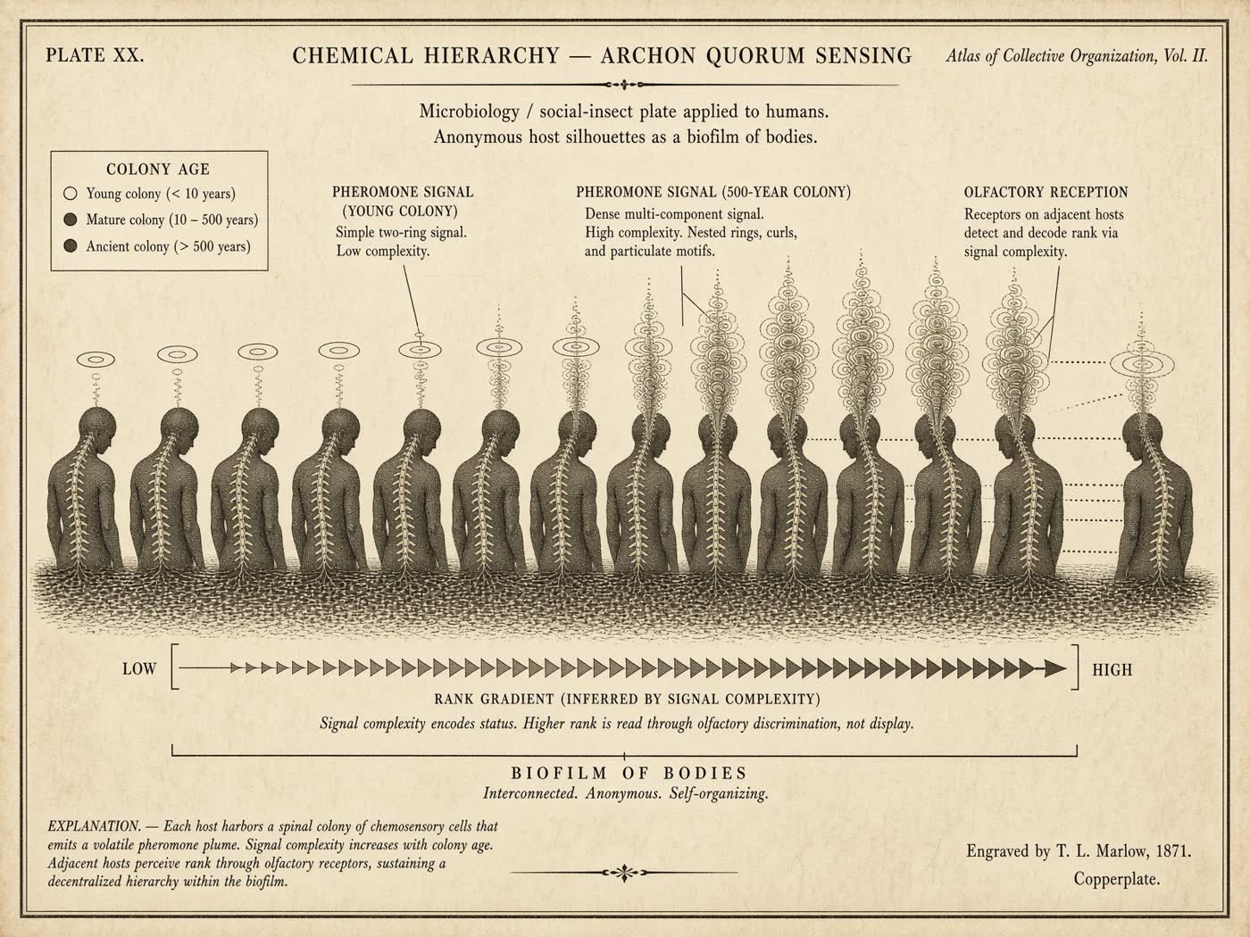 Atlas plate: Chemical hierarchy. Pheromone field.