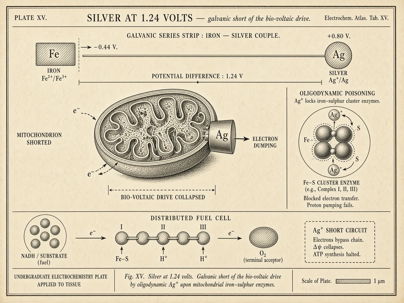 Atlas plate: Silver at 1.24 volts. Iron-sulphur clusters.