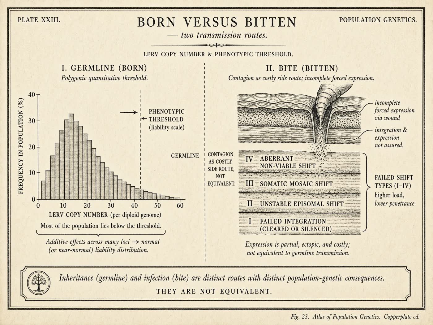 Atlas plate: Born versus bitten. Wound and marrow.