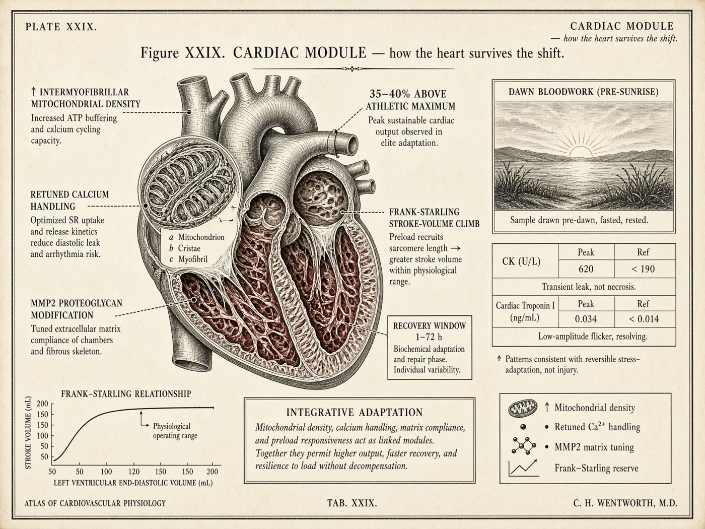Atlas plate: The cardiac module. Myocardium.