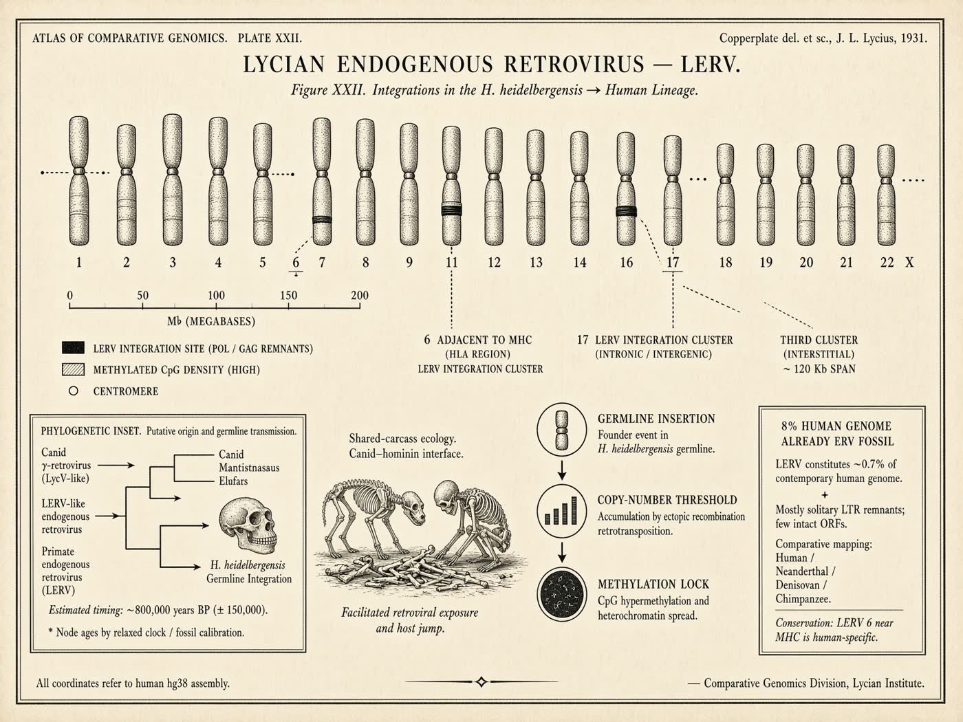 Atlas plate: Lycian endogenous retrovirus. Germline.