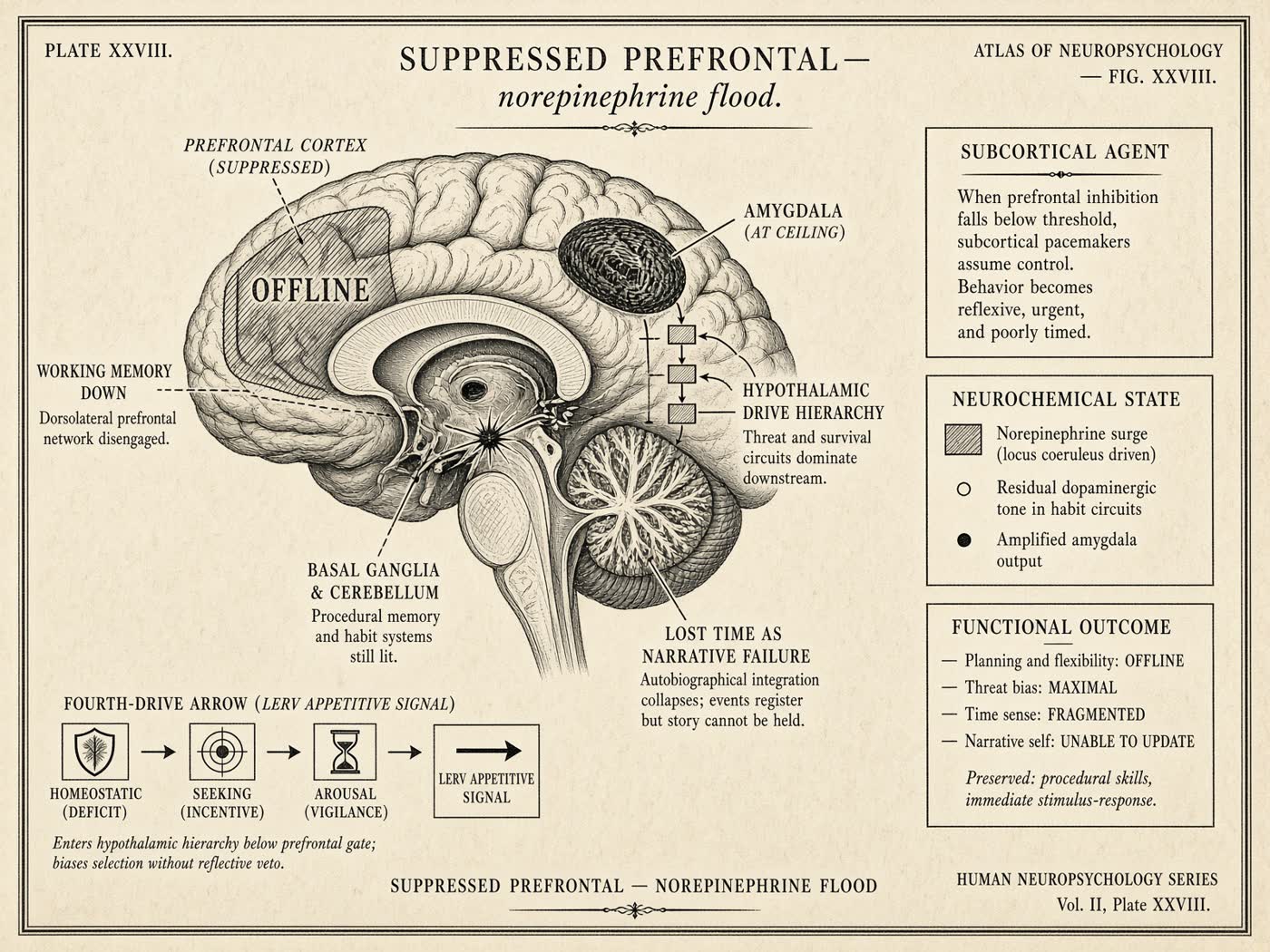 Atlas plate: The suppressed prefrontal. Prefrontal cortex.
