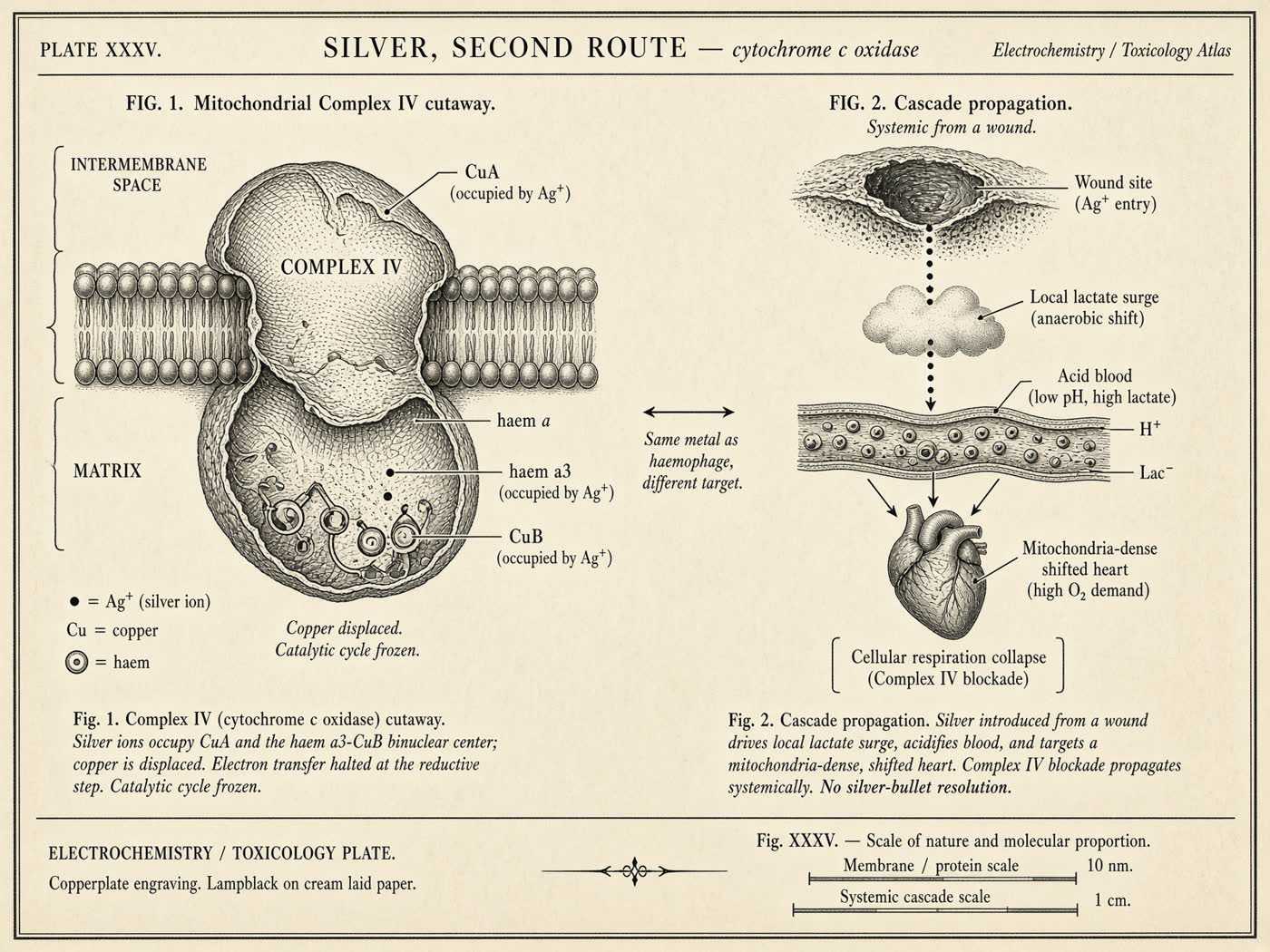 Atlas plate: Silver, second route. Cytochrome c oxidase.
