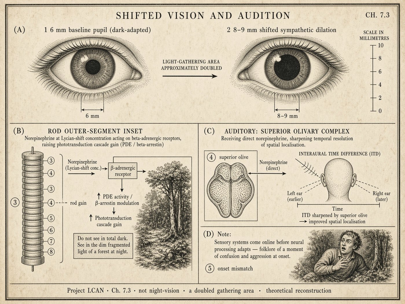 Atlas plate: Shifted vision and audition. Pupil and rod.