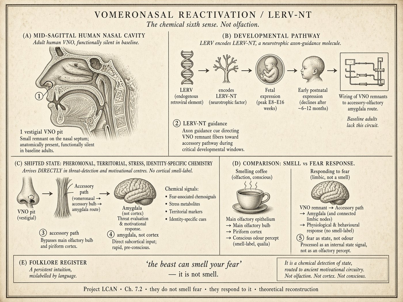 Atlas plate: Vomeronasal reactivation. Vomeronasal remnant.