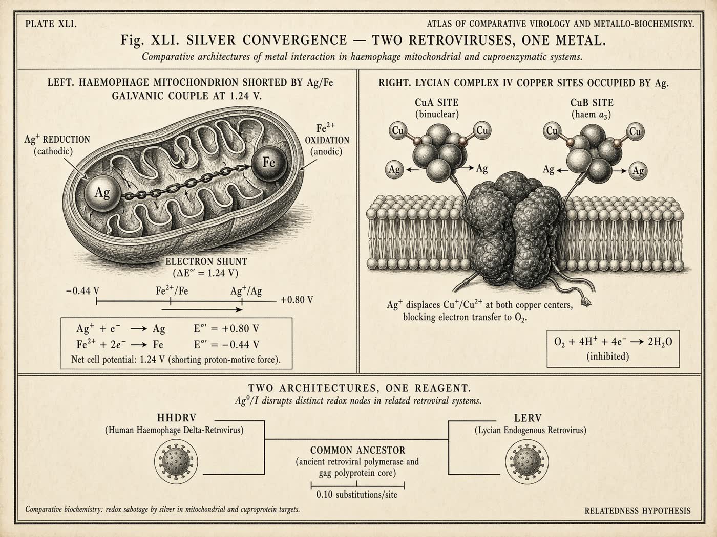 Atlas plate: The silver convergence. Two retroviruses.