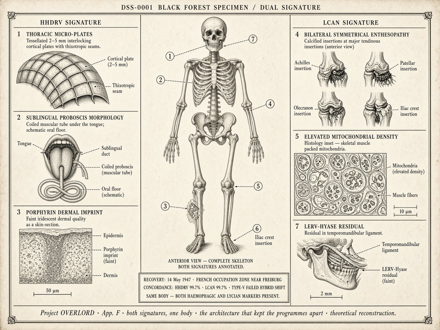 Atlas plate: Black Forest specimen. One body, two signatures.